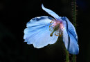 Backlit Poppy