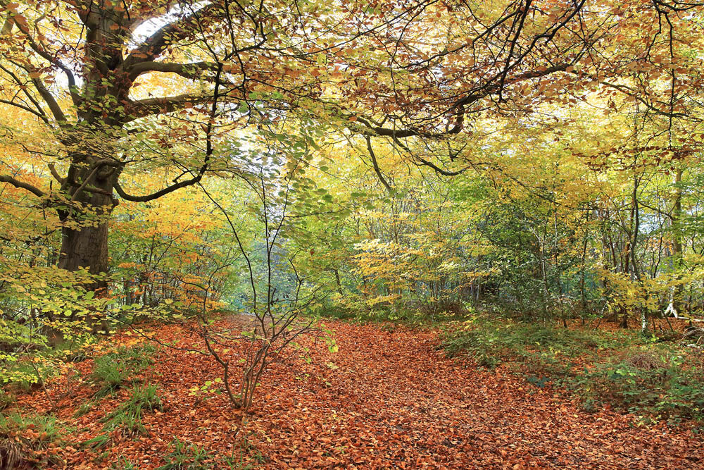 NW 32 Autumnal Woods