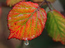 nw 330 Bramble Leaf Drip