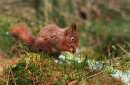 Red Squirrel Trail - Snaizeholme