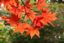 Autumn Acer 2