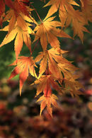 nw 430 Autumn Acer