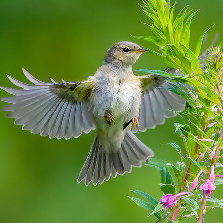 90106 - Willow Warbler