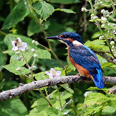 90108 Kingfisher