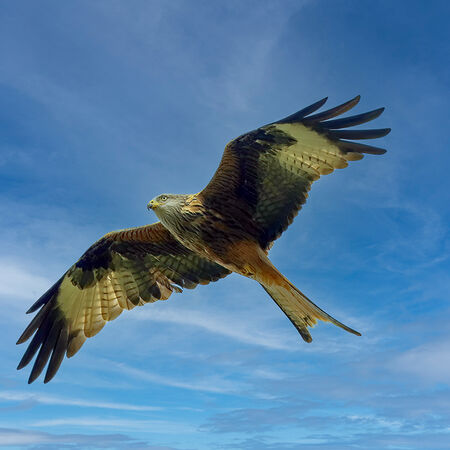 90109 - Red Kite