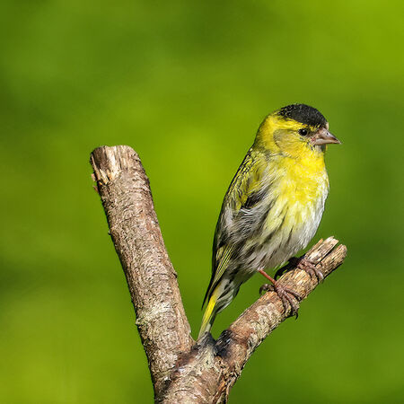 90114 - Siskin