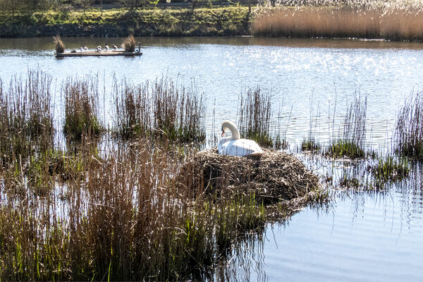 90203 - Swan Nest