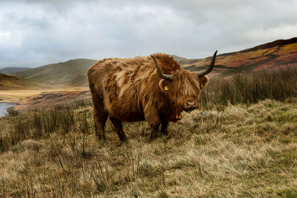 90306 HighlandCattle