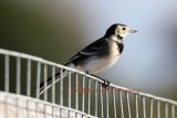 Wagtail-066A0030