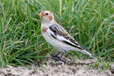 Snow Bunting-066A0699a