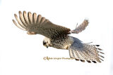 066A1525a-Kestrel-on-the-wing