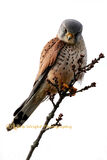 066A1815-Kestrel-Portrait