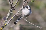 Long Tailed Tit 570A1368