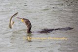 Cormorant with an Eel 570A2214