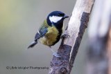 Great Tit 570A3637