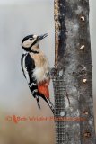 Greater Spotted Woodpecker-570A4020