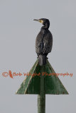Cormorant-570A4689