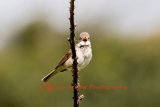 Whitethroat-570A6875