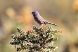 Dartford Warbler-570A7388