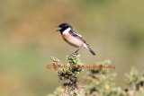 Stonechat-570A7420