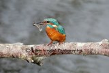 Kingfisher-570A9706