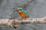 570A9712-Kingfisher with Bullhead