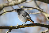 Black Redstart-066A2095a