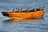 Turnstones on a boat IMG 0255