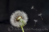 IMG 0298a-web