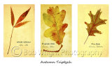 Leaf-triptycht-web-site