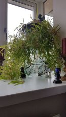 Spider Plant Fused Glass Plinth