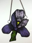 Iris