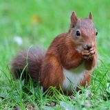 Red Squirrels
