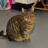 Millstream Animal Shelter