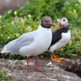 Farne Islands