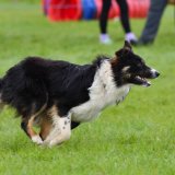 Dog Agility