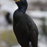 DSC 8783