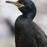 DSC 8811