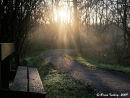 Misty Morning