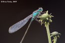 Damsels and Dragons