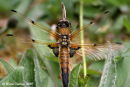 Four-spotted Chaser