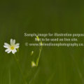 Another blog entry example