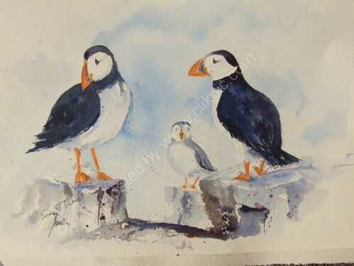 Puffin study