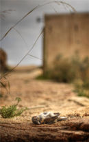 Goldmine - Rodalquilar