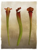 Sarracenia