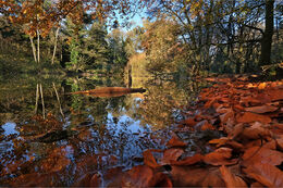 Autumn colours Gosford Co. Armagh
