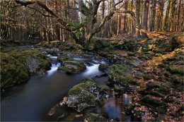 Autumn colours along River Shimna Co Down