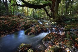 Autumn scene at Tollymore Forest Park Co Down