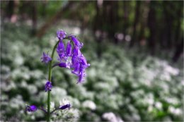 Bluebell portrait in Loughgall