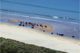 Cattle on the beach at White Park Bay Co. Antrim